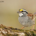 Bruant à gorge blanche (White-throated Sparrow)