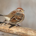 Bruant hudsonien (American Tree Sparrow)