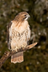 Buse à queue rousse (Red-tailed Hawk)