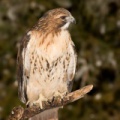 Buse à queue rousse (Red-tailed Hawk)