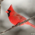 Cardinal_rouge_2404.jpg