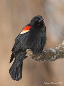 Carouge à épaulettes (Red-winged Blackbird)