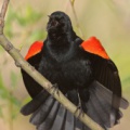 Carouge à épaulettes (Red-winged Blackbird)