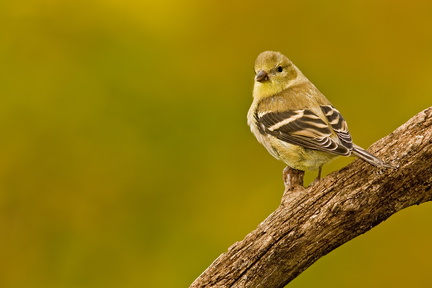 Chardonneret jaune (American Goldfinch)