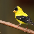 Chardonneret jaune (American Goldfinch)
