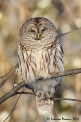 Chouette rayée (Barrel Owl)
