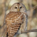 Chouette rayée (Barrel Owl)