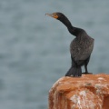 Cormoran à aigrettes (Double-crested Cormorant)