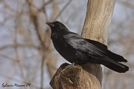 Corneille d'Amérique (American Crow)