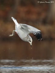Goéland à bec cerclé (Ring-billed Gull)
