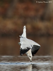 Goéland à bec cerclé (Ring-billed Gull)