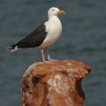 Goéland marin (Great Black-backed Gull)