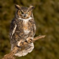 Grand-duc d'Amérique (Great Horned Owl)