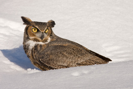 Grand-duc d'Amérique (Great Horned Owl)