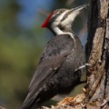 Grand Pic (Pileated Woodpecker)