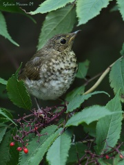 Grive à dos olive (Swainson's Thrush)