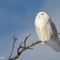 Harfang de neige (Snowy Owl)