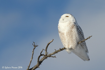 Harfang de neige (Snowy Owl)
