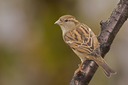 Moineau domestique (House Sparrow)