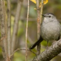 Moqueur Chat (Gray Catbird)
