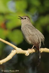 Moqueur Chat (Gray Catbird)