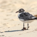 Mouette atricille (Laughing Gull)