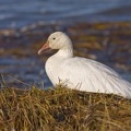 Oie blanche (Snow Goose)