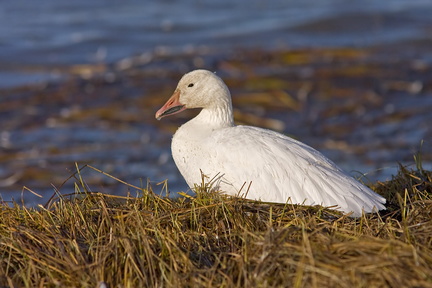 Oie blanche (Snow Goose)