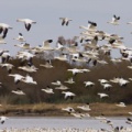 Oies blanches (Snow Goose)