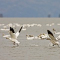 Oies blanches (Snow Goose)
