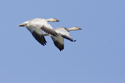 Oies des neiges (Snow Geese)