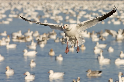 Oies des neiges (Snow Geese)
