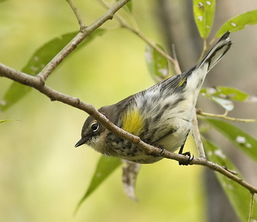 Paruline à croupion jaune (Yellow-rumped Warbler)