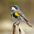 Paruline à croupion jaune (Yellow-rumped Warbler)