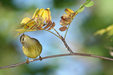 Paruline verdâtre (Orange-crowned Warbler)