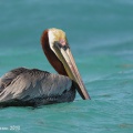 Pélican brun (Brown Pelican)
