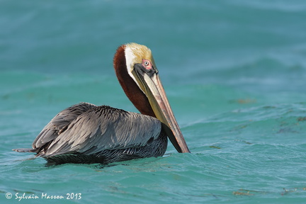 Pélican brun (Brown Pelican)