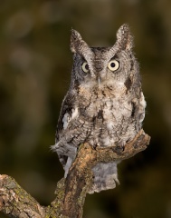 Petit-duc maculé (Eastern Screech-Owl)