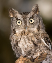 Petit-duc maculé (Eastern Screech-Owl)