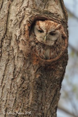 Petit-duc maculé forme rousse (Eastern Screech-Owl)