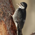 Pic à dos noir (Black-backed Woodpecker)