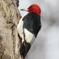 Pic à tête rouge (Red-headed Woodpecker)