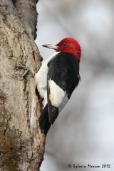 Pic à tête rouge (Red-headed Woodpecker)