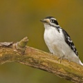 Pic chevelu male (Hairy Woodpecker)