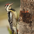 Pic maculé (Yellow-bellied Woodpecker)