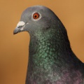 Pigeon_biset_5312.jpg