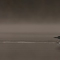 Plongeon huard (Common Loon)