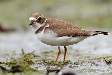 Pluvier semipalmé (Semipalmated Plover)