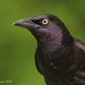 Quiscale bronzé (Rusty Blackbird)