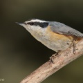 Sittelle à poitrine rousse (Red-breasted Nuthatch)